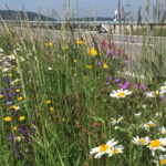 Erosionsschutz Autobahn Nordring Zuerich