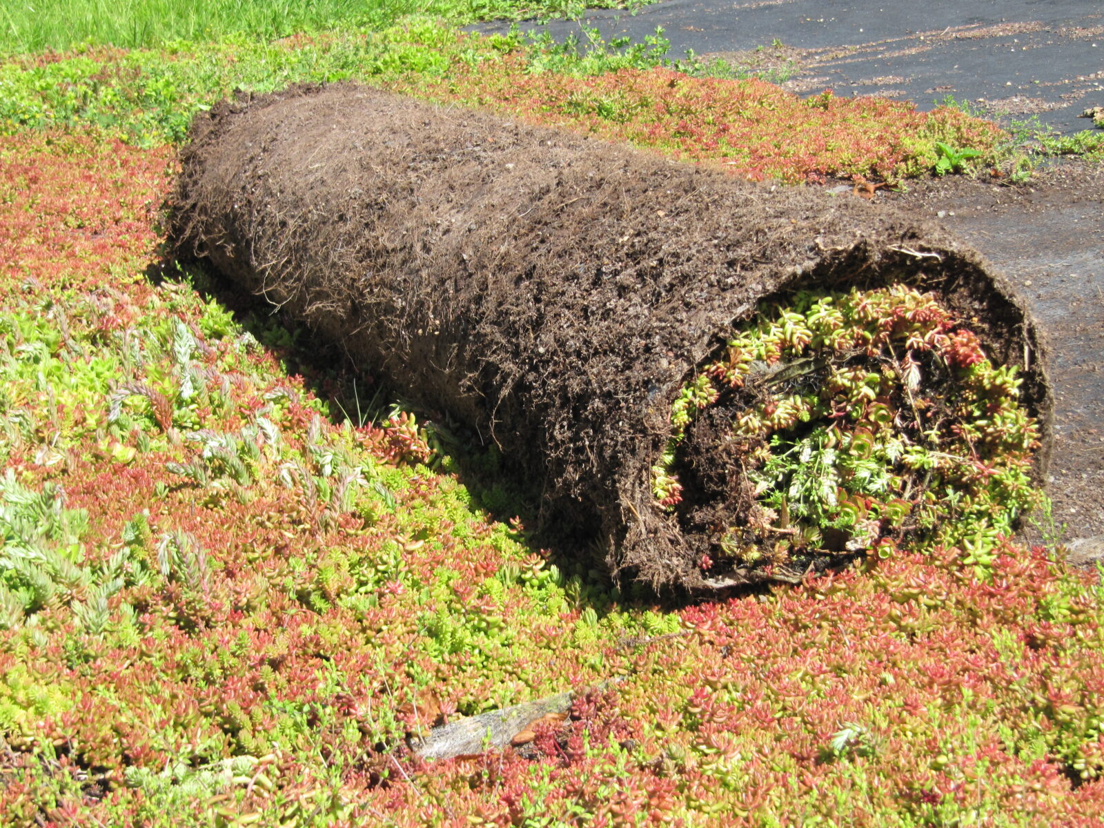 Tapis végétaux, plantes aquatiques